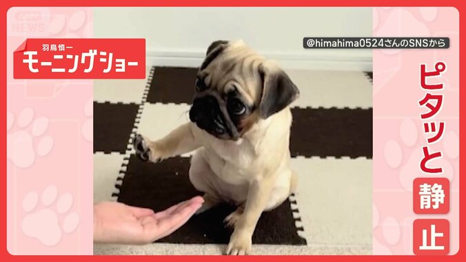 「お預けだワン」手に触れる直前でピタッと静止　お手を寸止めするワンちゃん　なぜ？ 1枚目