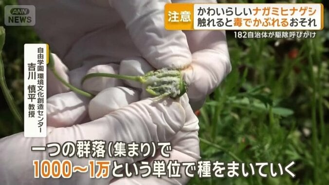 繁殖力が高い