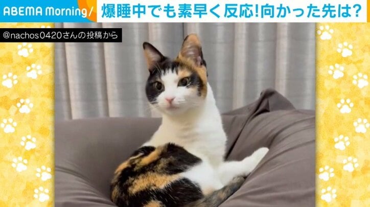 猫のナツちゃん（2歳）