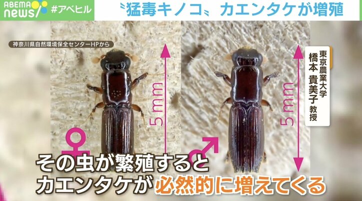 少量口にしただけで命を落とすことも… 最強の毒キノコ「カエンタケ」公園で増殖 神奈川県など各地で目撃情報相次ぐ