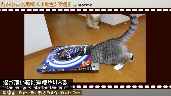 「手の上で熟睡中ニャ」可愛い猫&犬が大集結 『mofmo』とのコラボ番組をAbemaTVで放送