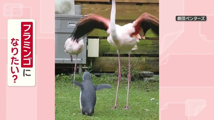 フラミンゴになりたいの？