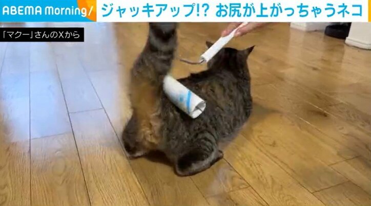 ネコのトラくん（9歳）