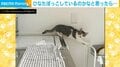 台所から戻ってこない猫の“静かな訴え”に「早く助けろの目w」「ポーズ可愛い」爆笑と悶絶の声