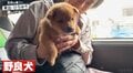 ひろゆき、可愛すぎる子犬にデレまくり「モフモフ好きなひろゆき」「優しい顔w」レアな表情に注目集まる