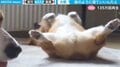“パッカーン”大胆すぎる犬の寝姿が話題 「M字開脚か」ツッコミの声も