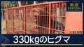 “冬眠明け”でも巨体…体重330kg・体長2m超のヒグマ捕獲