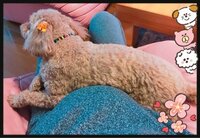 石川梨華『嬉しいな❤︎』