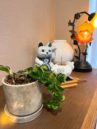 堀ちえみ『お酒を飲めるという長年の思い込み』