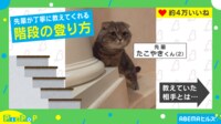 【映像】1歳娘に階段登りを指導する猫