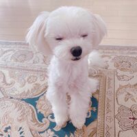 川島海荷、愛犬の“座り寝姿”を公開し「なんという可愛さ」「癒される～」の声