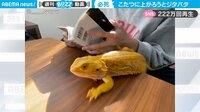 【映像】トカゲに訪れた衝撃結末