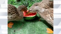 【映像】ドリルのようにスイカを食べるカモ3羽