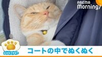 寒い日には床暖ならぬ“猫暖” 猫がコートに入りくつろぐ様子に「心もあったまる~」の声