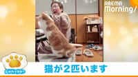 「猫2匹映ってます。見つけられた？」 投稿者も撮影後に発見