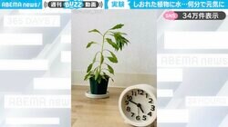しおれた観葉植物に水をあげたら、何分で復活？タイムラプス撮影した“生命力”あふれる変化に感動の嵐！「こんなに元気になるんだ…」「待ってたよ～って感じで反応する」