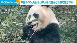 中国のパンダ基地 日本人観光客から貸与を望む声「できればずっと続けてほしい」