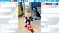 「サビ猫は見た」エビのぬいぐるみで遊ぶシャム猫…後ろで見守っているサビ猫に「居たァ！！」「家政婦、、、」と反響
