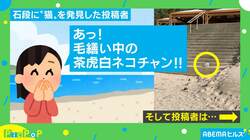 「あっ、ネコチャン！」駆け寄ってみると…投稿主を待っていた予想外の“出会い”