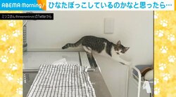 台所から戻ってこない猫の“静かな訴え”に「早く助けろの目w」「ポーズ可愛い」爆笑と悶絶の声