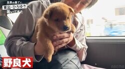 ひろゆき、可愛すぎる子犬にデレまくり「モフモフ好きなひろゆき」「優しい顔w」レアな表情に注目集まる