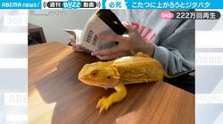 「申し訳ない…けど、めちゃくちゃ面白い」トカゲに訪れた衝撃結末、瞬間フレームアウトがまるでコントのよう