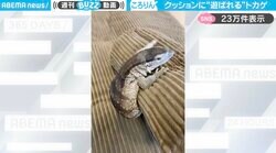 「荒んだ心が浄化される…」クッションに遊ばれるオオトカゲの赤ちゃんが、SNSで癒しの声続々「なにこの子、可愛い…」「思わず笑っちまった」