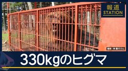 “冬眠明け”でも巨体…体重330kg・体長2m超のヒグマ捕獲