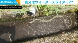 夏を満喫するアオダイショウ!? 勢いよく“ウォータースライダー”を滑っていく姿に「気持ち良さそうｗ」「涼んでますね！」と反響