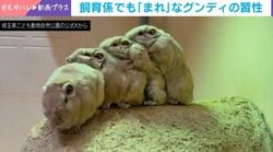 重なると思いきや…!?→グンディたちが魅せた“奇跡の整列”と愛らしすぎる“NGテイク”に「かわいすぎて目が離せない」など反響