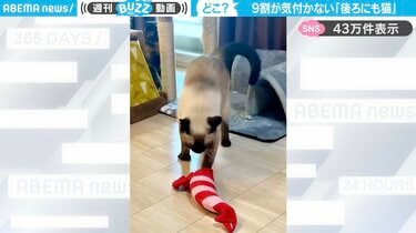 サビ猫は見た」エビのぬいぐるみで遊ぶシャム猫…後ろで見守って