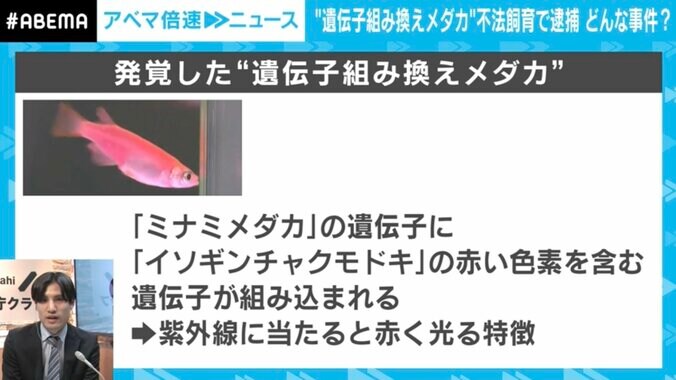 1匹の“光るメダカ”でバイオハザード？ ゼロからわかる「遺伝子組み換え」と「カルタヘナ法」 2枚目