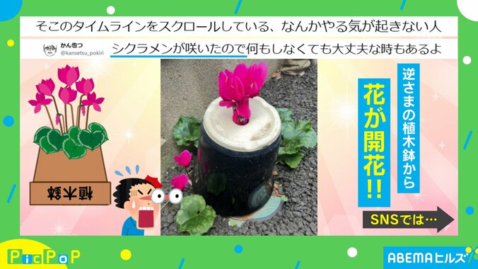 見事に開花したシクラメン