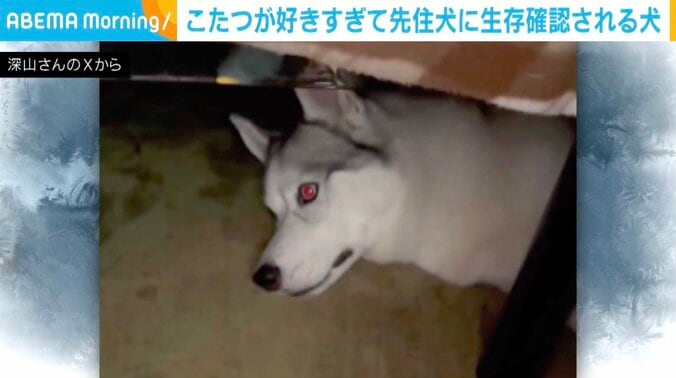 シベリアンハスキーのアシリちゃん