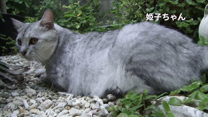 めんそーれニャン！  沖縄・石垣島の「美ら猫」たちにほっこり 7枚目