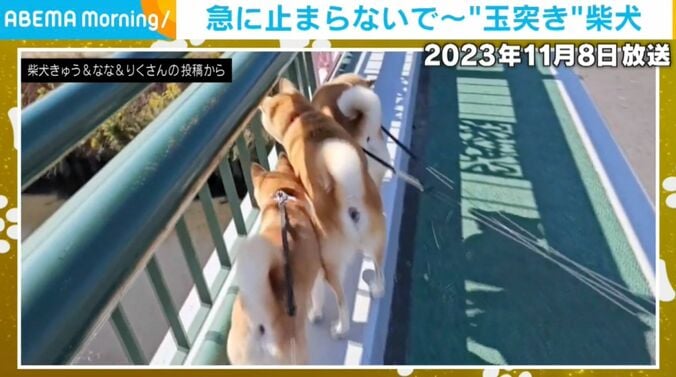 柴犬3匹