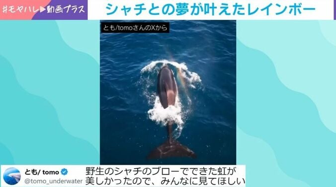 シャチ