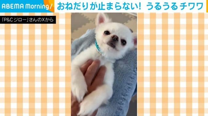 チワワのちろくん