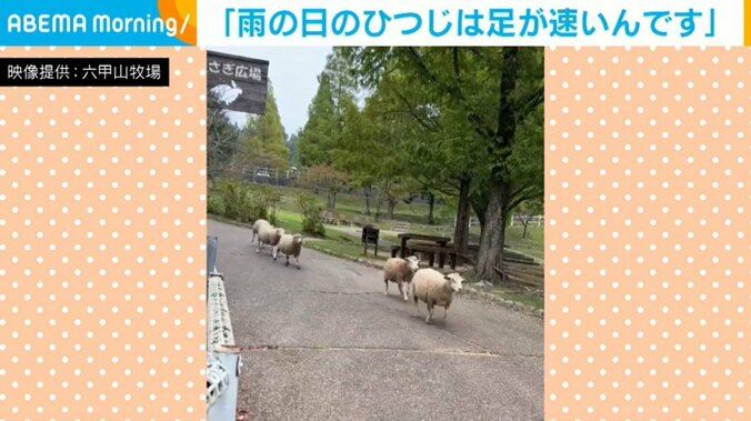 羊たちの猛ダッシュ