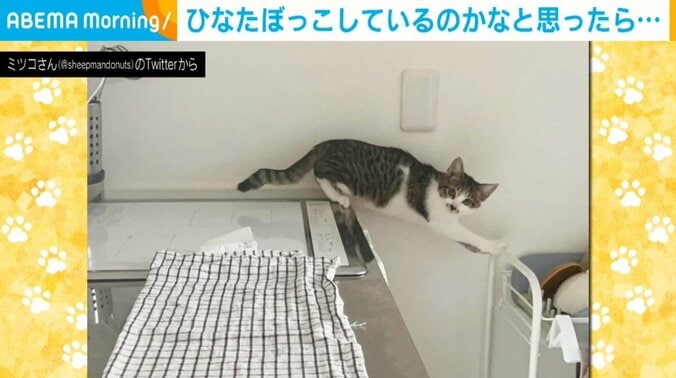 台所から戻ってこない猫の“静かな訴え”に「早く助けろの目w」「ポーズ可愛い」爆笑と悶絶の声 1枚目