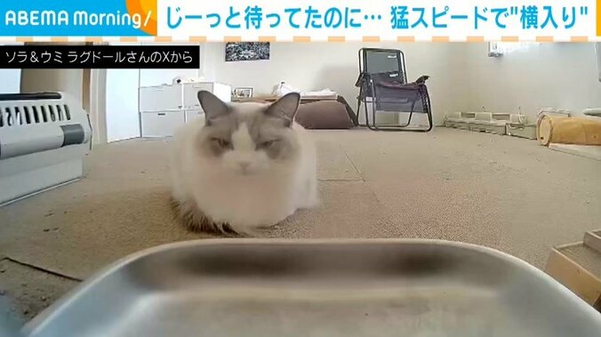 ラグドールのソラくん（1歳4カ月）とウミくん（4カ月）