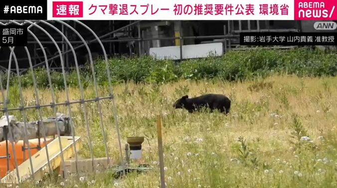 クマ