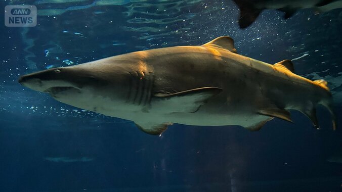 “世界初”シロワニの3期連続繁殖に成功　強面なのに温厚なサメ「シロワニ」の魅力 1枚目