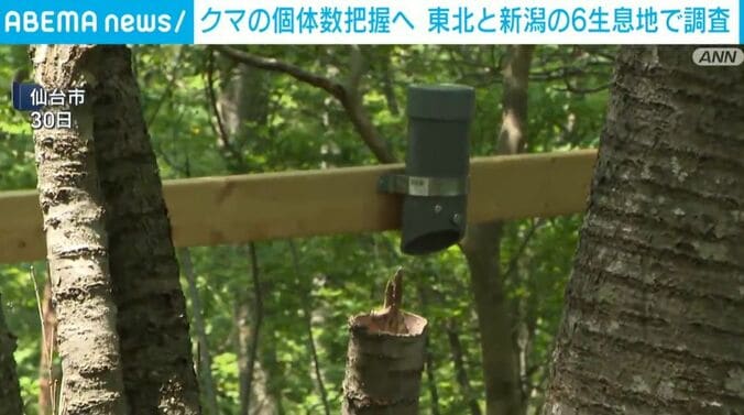 クマを呼び寄せるためのハチミツ入りのボトル
