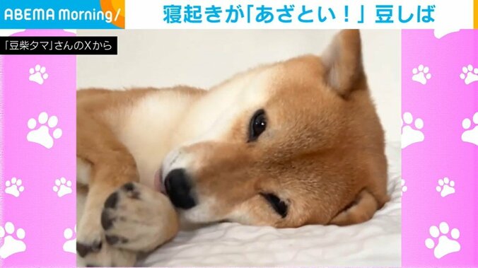 柴犬のタマちゃん（3歳）