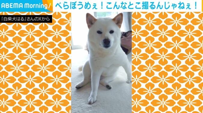 白柴犬のはるちゃん