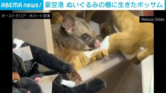 ぬいぐるみと並ぶポッサム