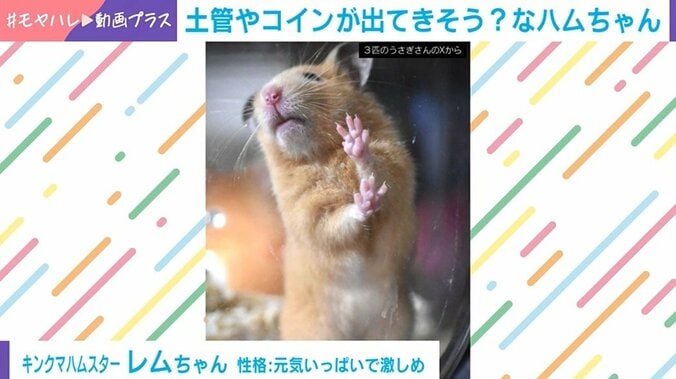 キンクマハムスターのレムちゃん