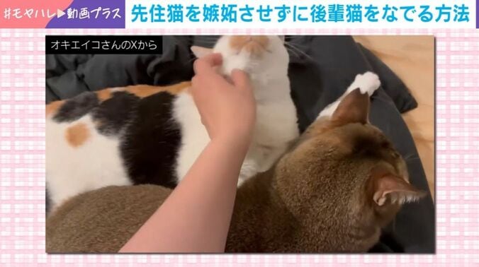 しらすちゃんとおこめちゃん