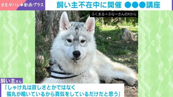 シベリアンハスキー
